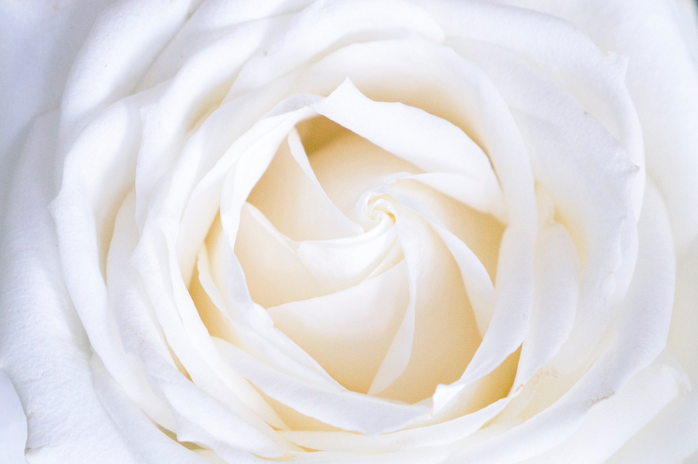 Белая картинка. Белые цветы. Белые розы. Красивый белый цвет. Белых в. "цвета".