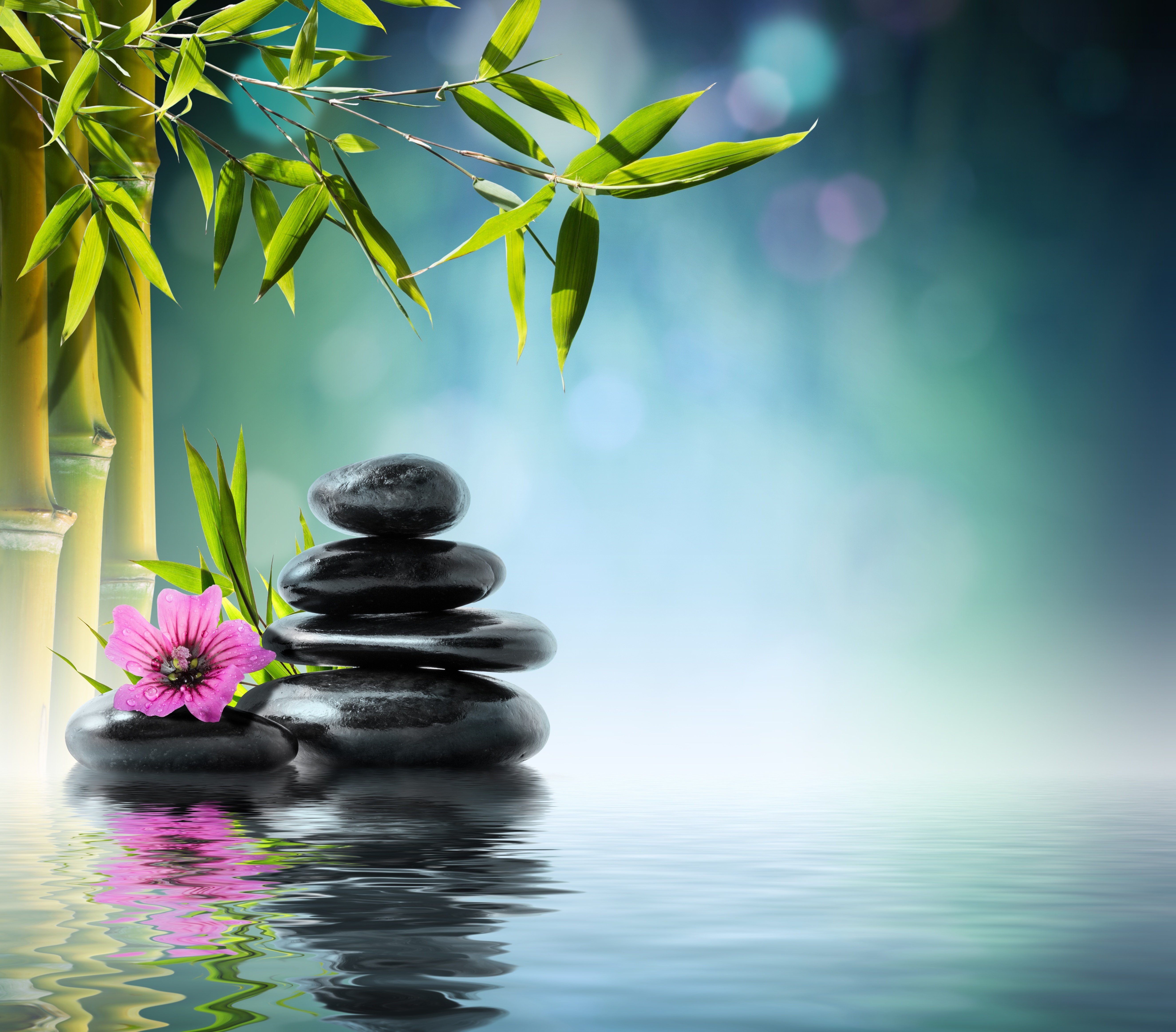 Цветы для медитации