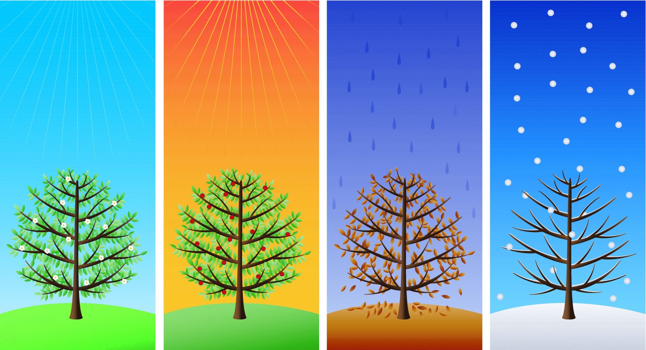 Сезонные изменения деревьев