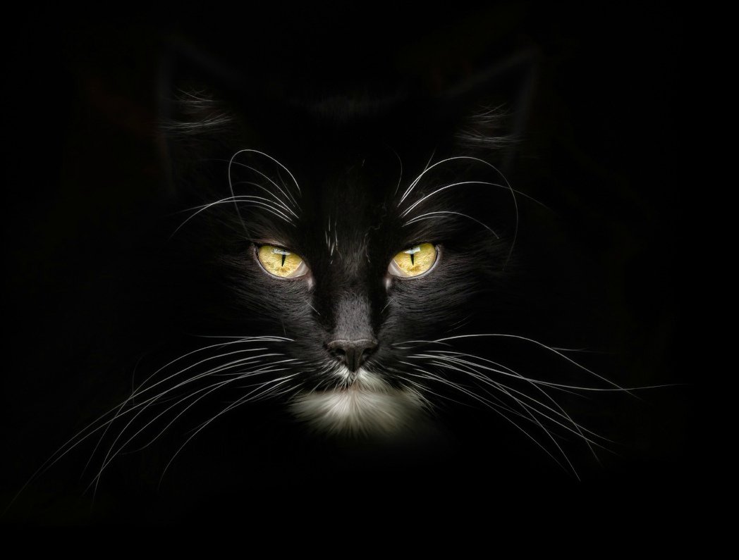 Морда черного кота на черном фоне