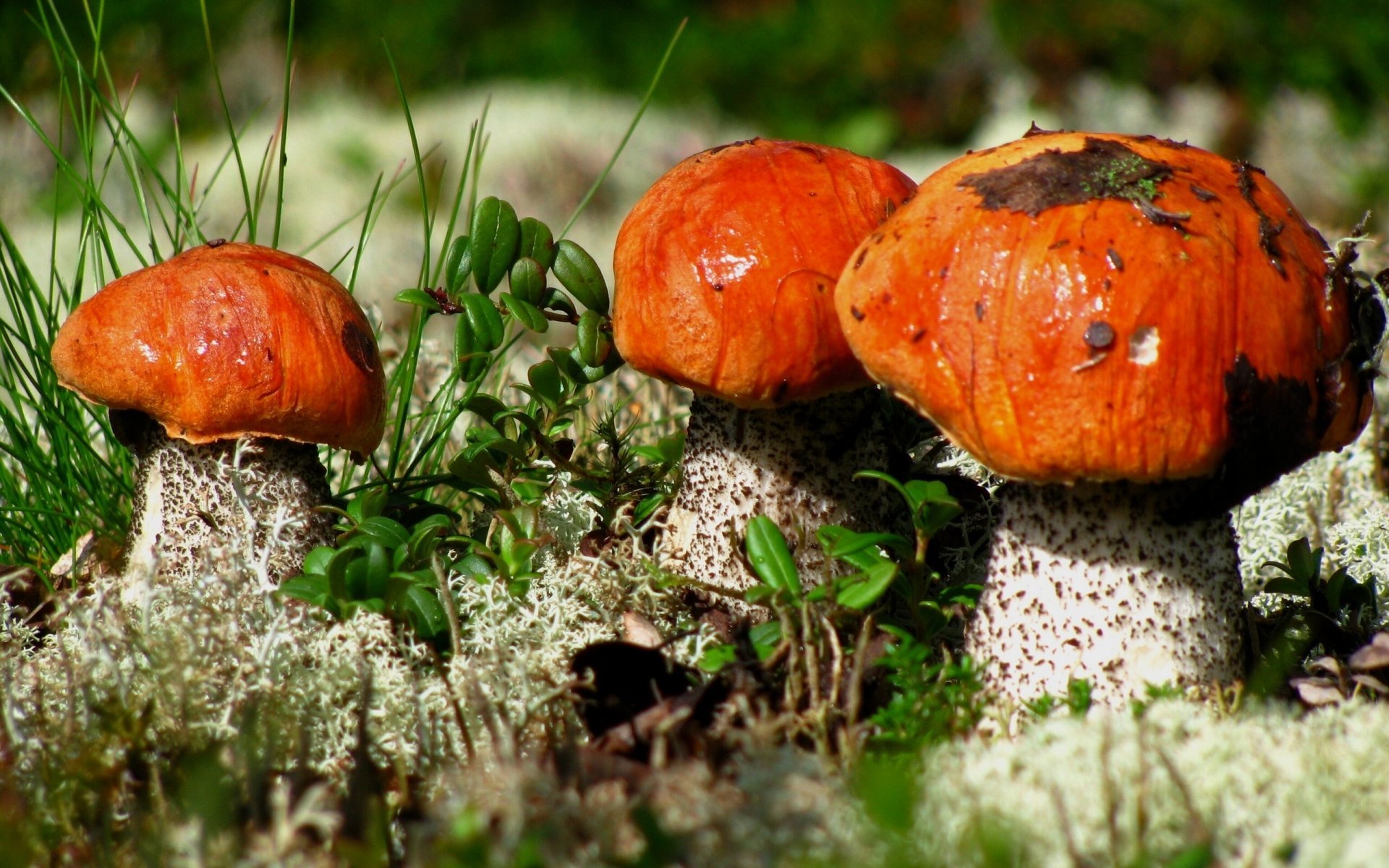 Красивые грибы в лесу