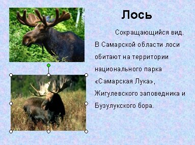 Животные из красной книги Самарской области