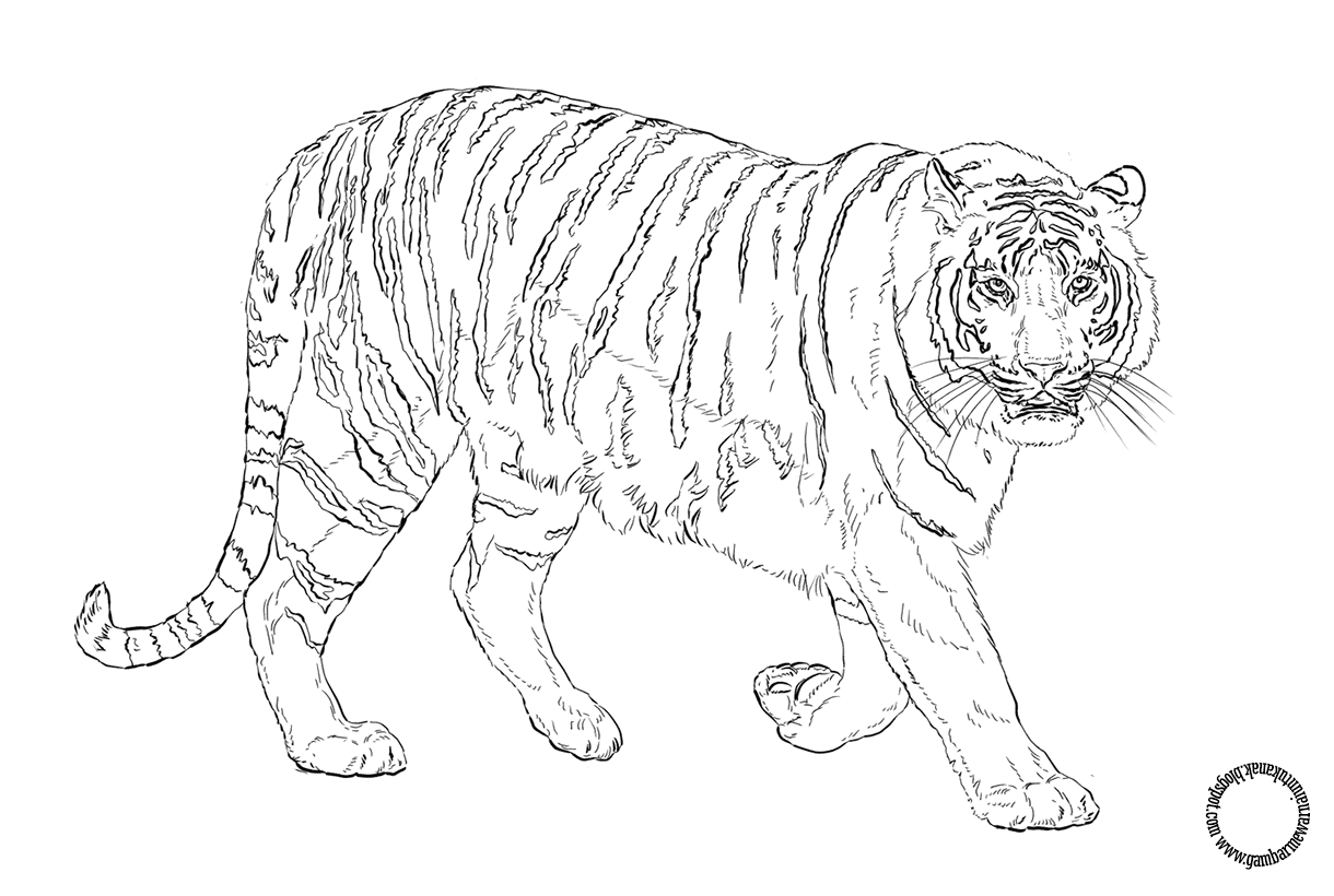 Раскраска Амурского тигра