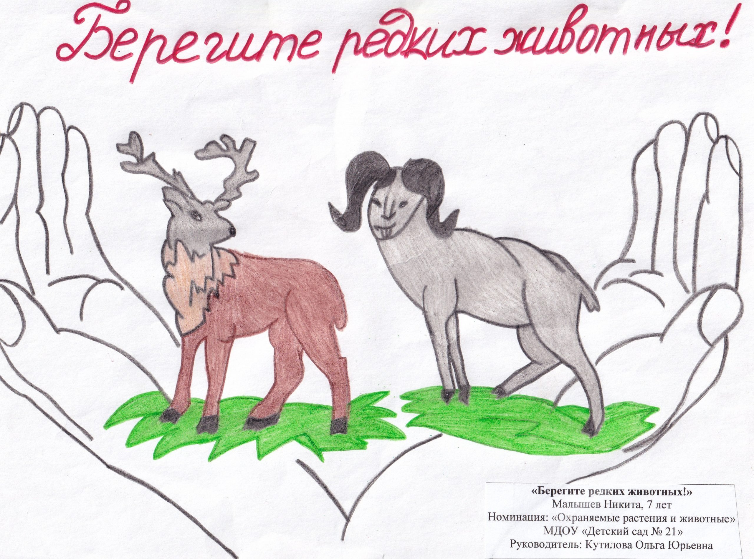 Охраняемые растения и животные рисунки на конкурс