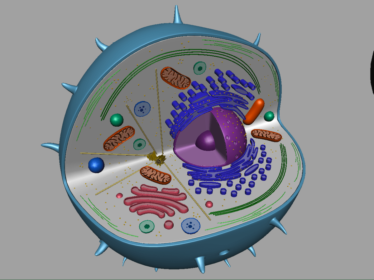 Рисунок модели клетки. Строение животной клетки 3д. Эукариотическая клетка 3д моделирование. Строение эукариотической клетки 3д. Клетка в разрезе.