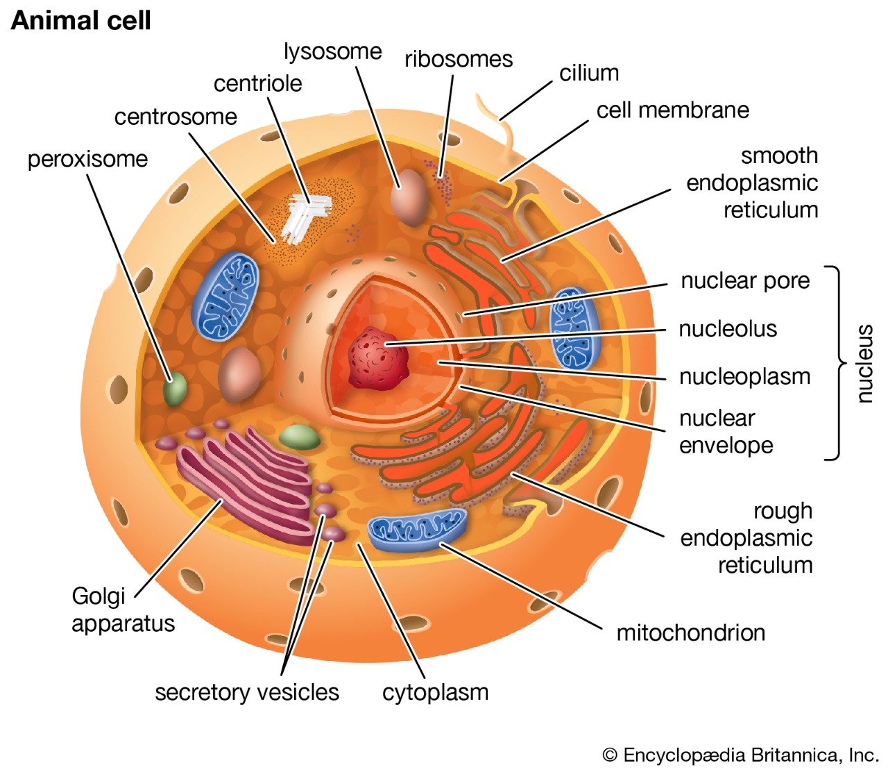 Клетки эукариотических организмов