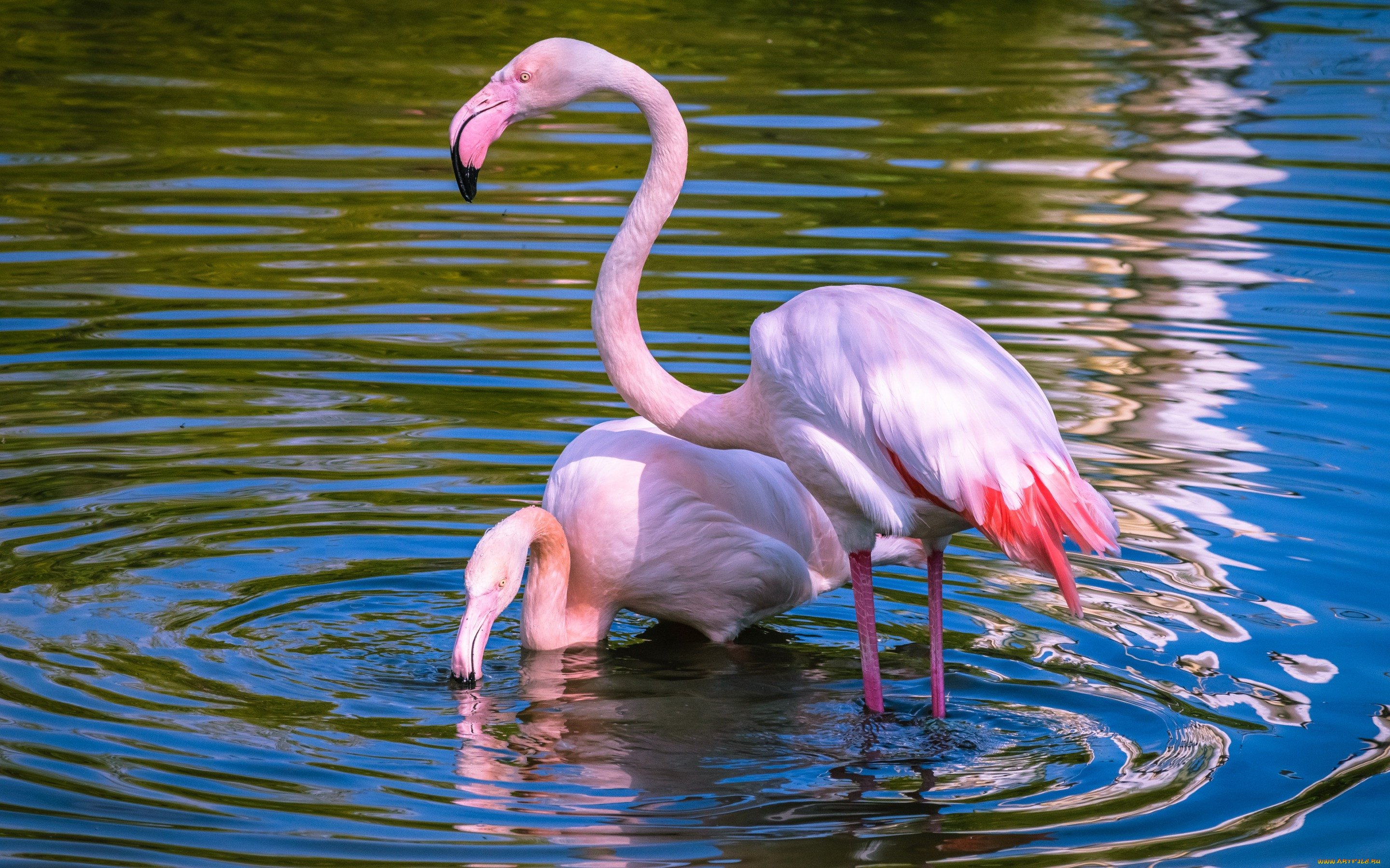 Фламинго обыкновенный розовый