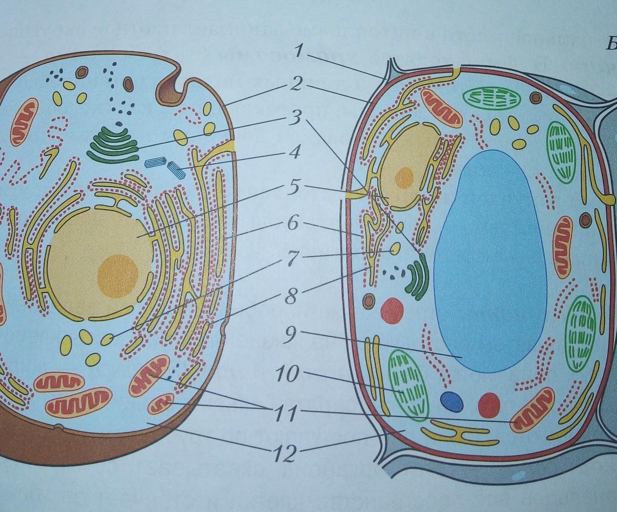 Строение клетки растения и животного 5 класс биология рисунок