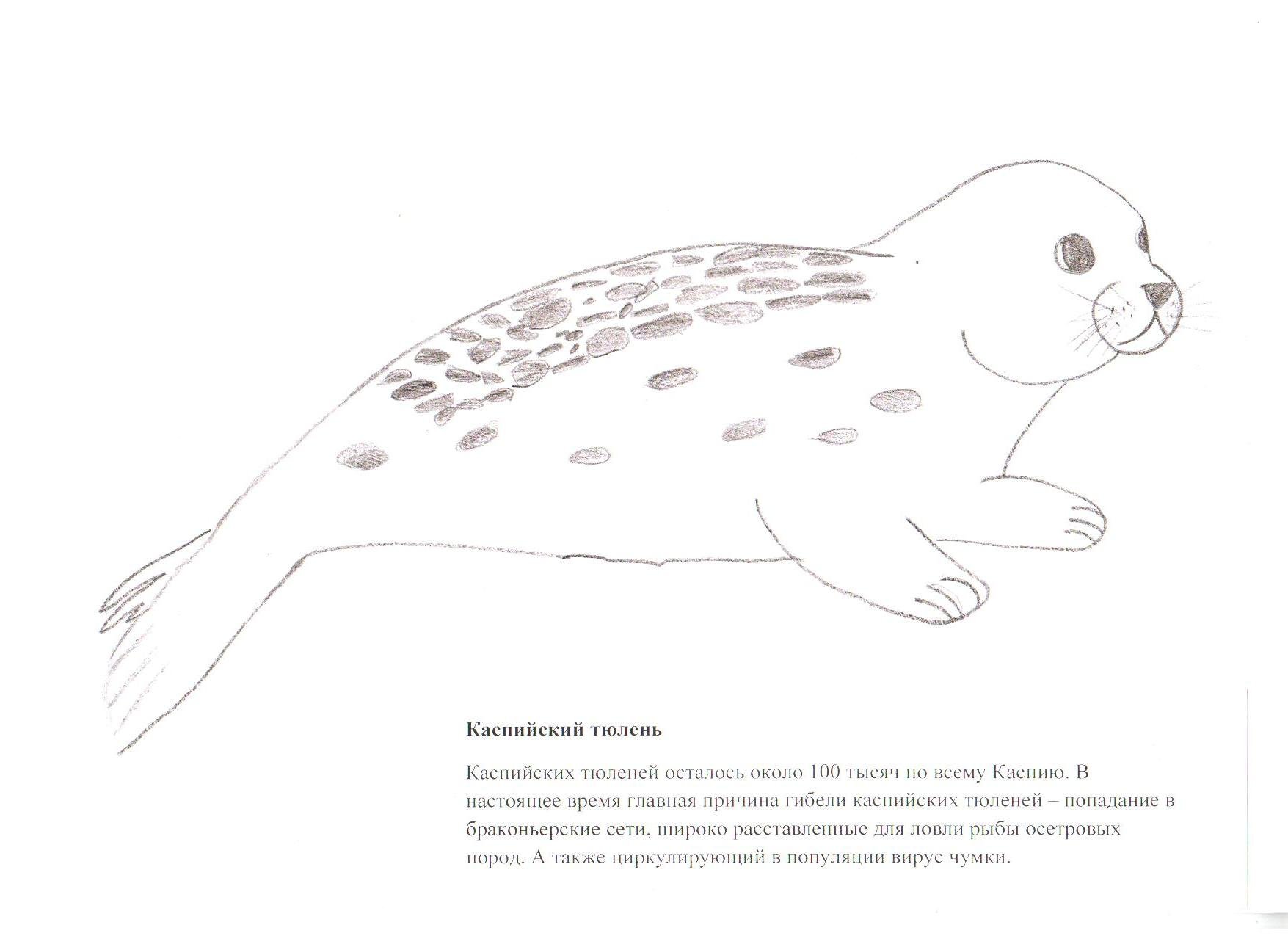 Каспийский тюлень красная книга