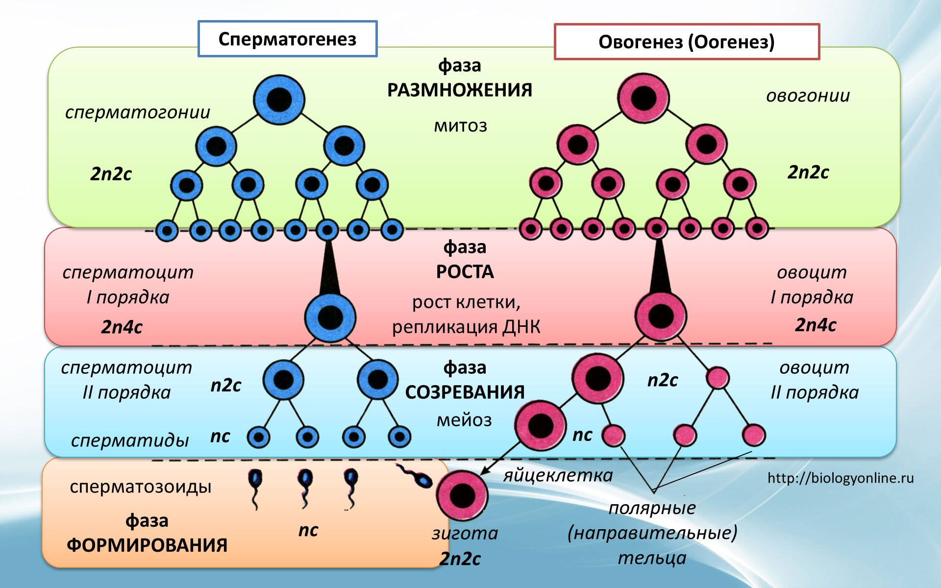 Ооциты гаметогенез