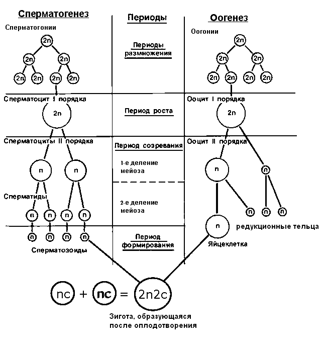 Схема стадий гаметогенеза. Стадии гаметогенеза человека таблица. Этапы гаметогенеза схема. 4 Фазы сперматогенеза схема. Стадии гаметогенеза сперматогенеза
