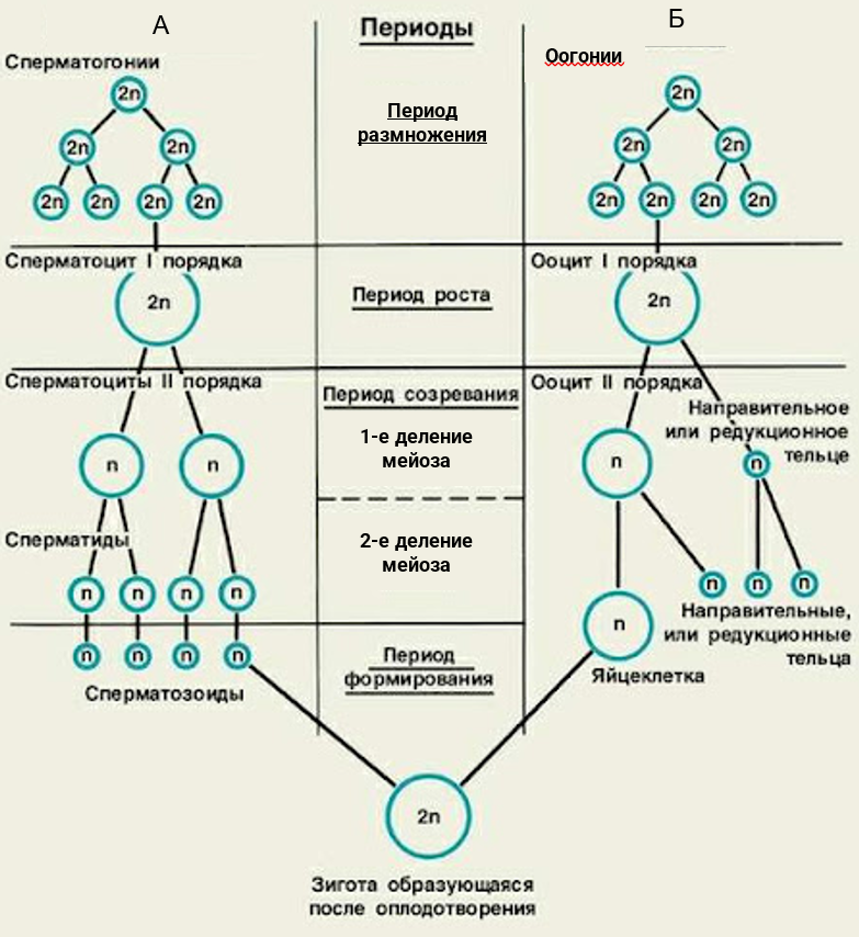 Схема овогенеза и гаметогенеза. Схема стадий гаметогенеза. Сперматогенез 4. Схема гаметогенеза таблица.