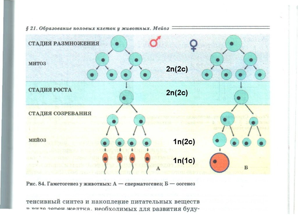 Развитие женских половых клеток происходит в. Фазы образования половых клеток. Гаметогенез: образование женских половых клеток. Образование половых клеток (гаметогенез).биология 10 класс. Формирование половых клеток мейоз.