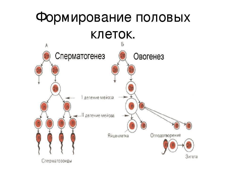 Из каких клеток образуются сперматогонии. Процесс формирования половых клеток. Развитие половых клеток мейоз оплодотворение. Период сперматогенез оогенез таблица. Схема образования сперматогенеза.