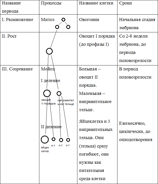 Образование половых клеток гаметогенез таблица. Фазы гаметогенеза таблица. Таблица фазы гаметогенеза процессы. Стадии гаметогенеза человека таблица.