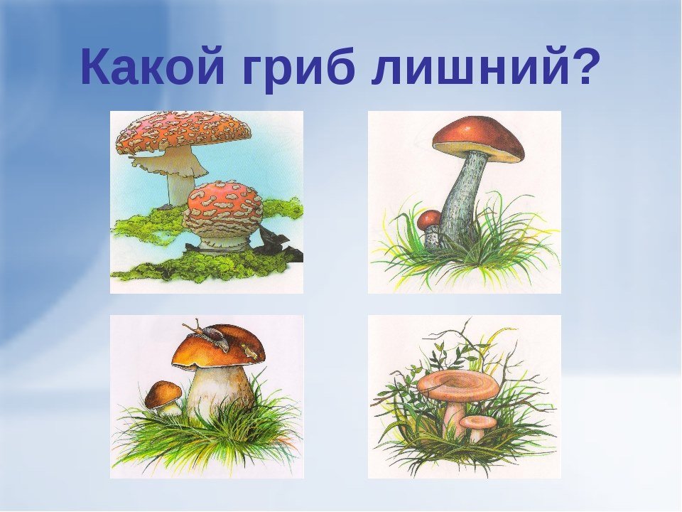 Грибы растения животные что лишнее. Грибы Лесные для дошкольников. Четвертый лишний грибы. Найди лишний гриб. Грибы задания Найди лишний для дошкольников.