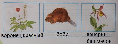 Нарисовать животное из красной книги