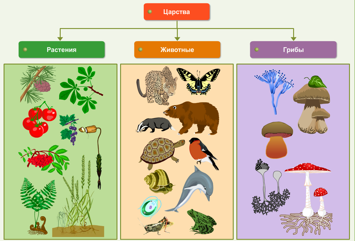 В природе есть признаки. Царство животных царство растений царство грибов царство бактерий. Царство животных растений грибов и бактерий 3 класс. Животные растения грибы. Грибы царство живой природы.