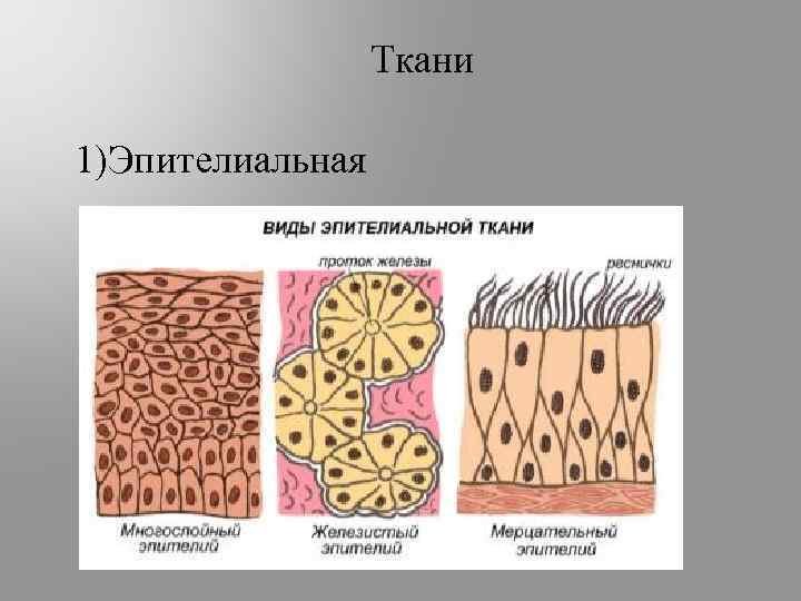 Клетки эпителиальной ткани виды. Эпителиальная ткань рисунок анатомия. Эпителиальная и соединительная ткань. Строение эпителиальной ткани человека рисунок. Виды тканей.