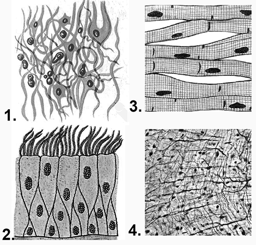 Состоят из многоядерных веретеновидных клеток. Ткань 1)  соединительная 2)  эпителиальная. Волокнистая соединительная ткань рисунок ЕГЭ. Ткани человека соединительная ткань. Изображение соединительной ткани человека.