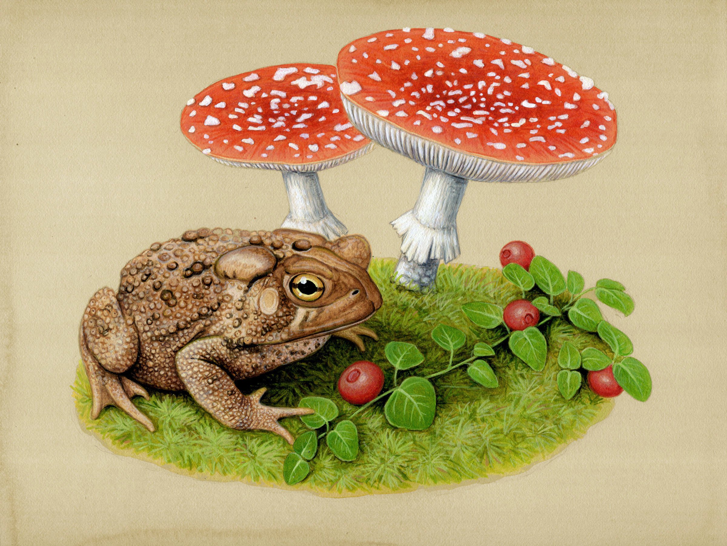 Эстетика грибов и лягушек