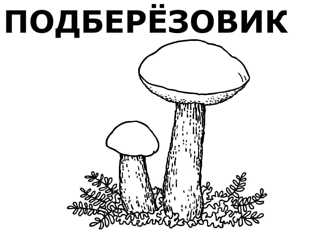 5 грибов картинки для детей