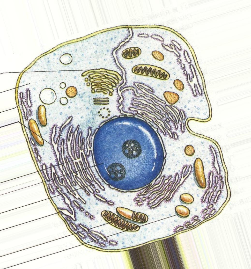 строение раст клетки рисунок фото 109
