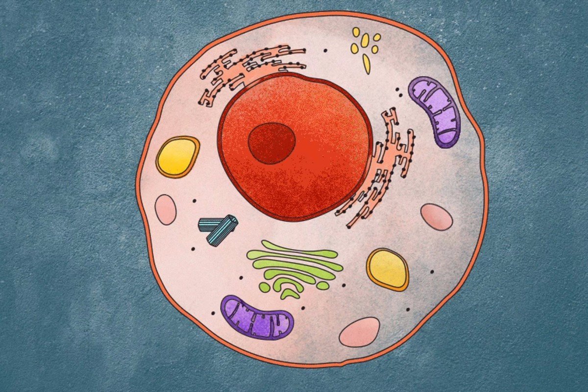 Клетка живого организма рисунок