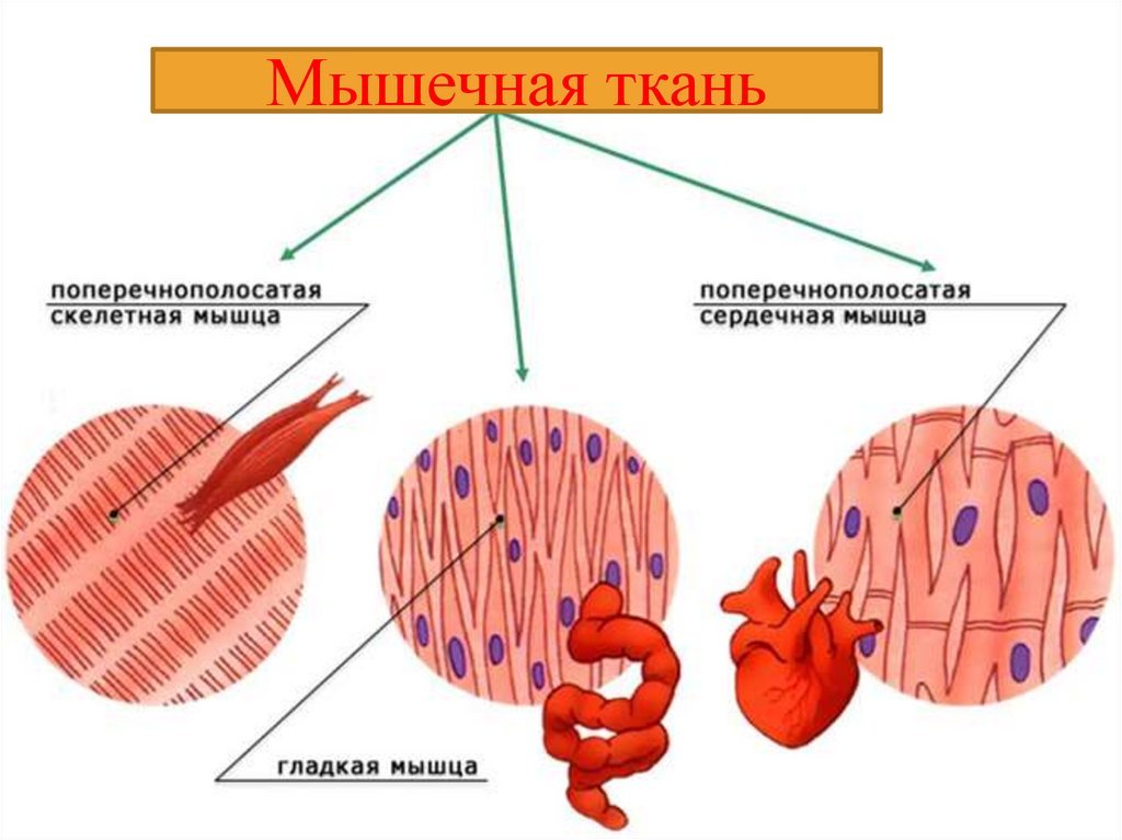 Отличия гладкой мускулатуры от поперечно полосатой. Мышечная клетка. Гладкая мышечная ткань рисунок. Мышечная ткань схема. Воспаление мышечной ткани.