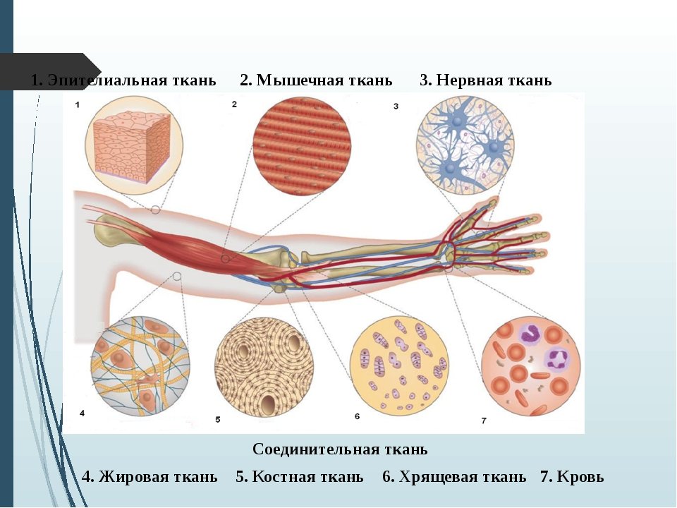 Какие органы входят в соединительную ткань. Нервная ткань соединительная ткань. Соединительные ткани человека это анатомия человека. Мышечная ткань соединительная ткань. Ткани человека соединительная ткань.
