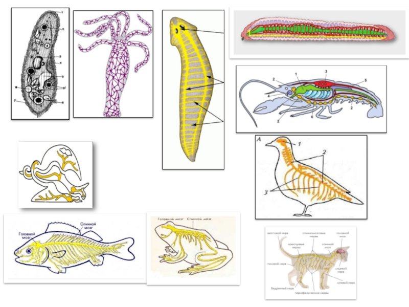 System animal. Эволюция нервной системы беспозвоночных. Трубчатая нервная система у животных. Эволюция типов нервной системы животных. Трубчатая нервная система позвоночных.