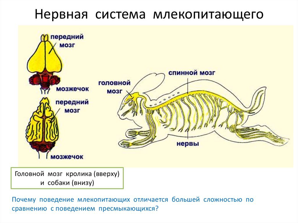 Чем отличается нервная система млекопитающих от пресмыкающихся. Строение нервной системы млекопитающих. Нервная система млекопитающих 7 класс биология таблица. Биология млекопитающие нервная система. Нервная система млекопитающих схема.