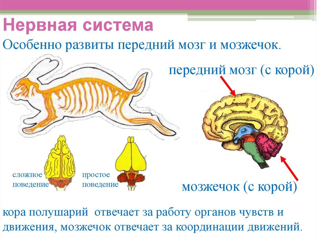 Отделы входящие в состав головного мозга млекопитающих
