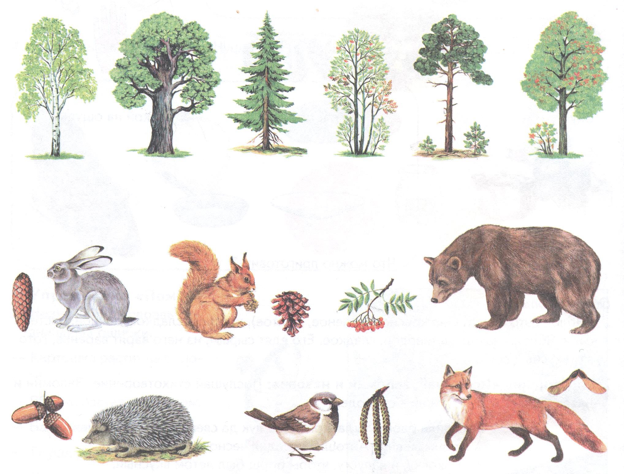Задания про лес. Лес задания для дошкольников. Животные леса для детей. Лесные животные и растения. Лесные животные для дошкольников.
