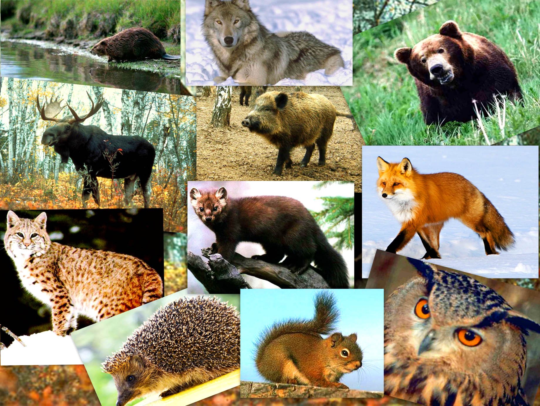 Животные смешанных и широколиственных лесов в России 4 класс