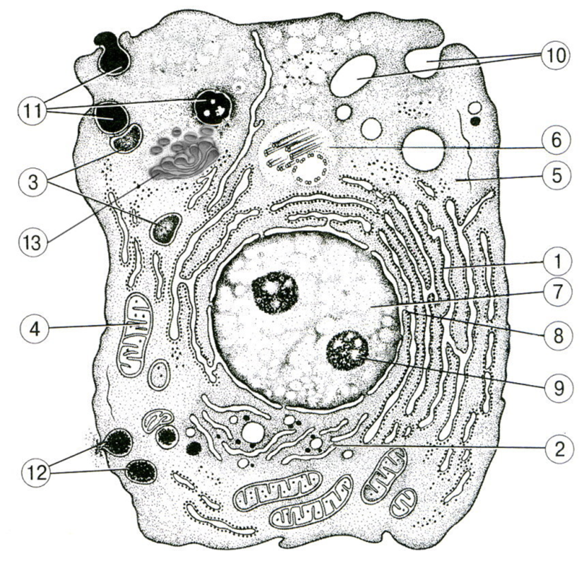 На рисунке изображена животная клетка