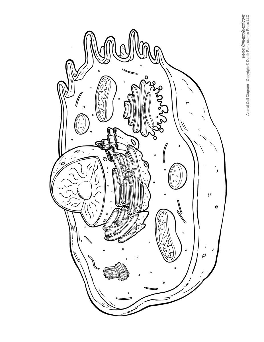 Структура эукариотической клетки рисунок