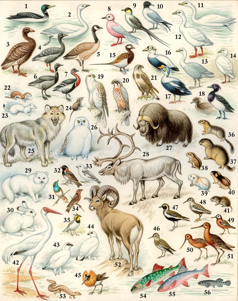 Фауна мир животных
