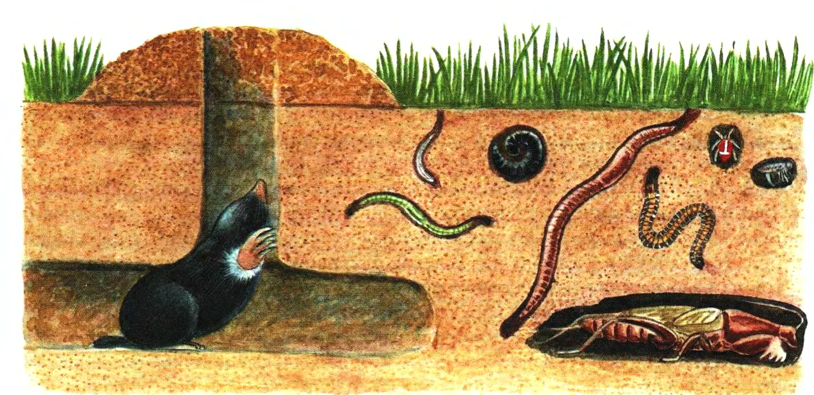 3 группа обитателей почвы составляет животные. Черви обитатели почвенной среды. Геобионты геофилы Геоксены. Животные почвы. Почва и подземные обитатели.