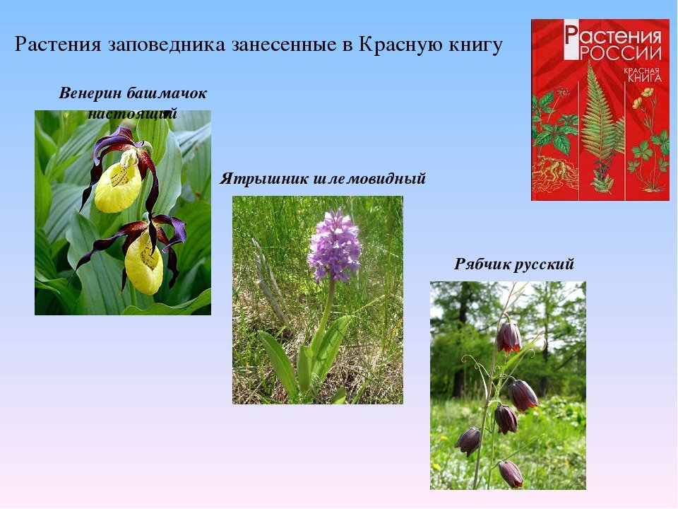 Какие цветы в красной книге россии фото и названия