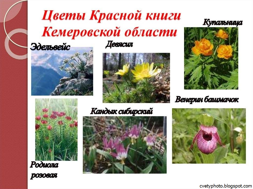 Какие цветы занесены в красную книгу россии фото