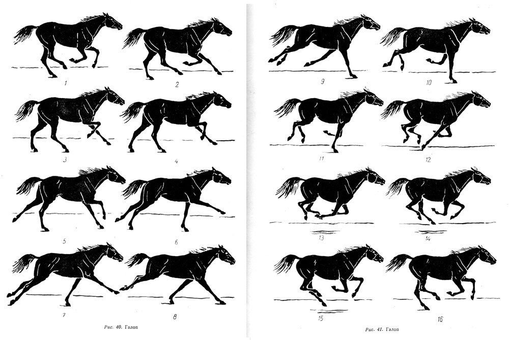 Скорость человека лошади