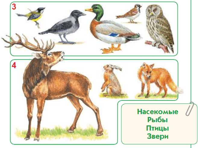 Животные каждой группы. Назовите животных изображенных на рисунке. Как одним словом назвать животных каждой группы. Назови каждое животное.