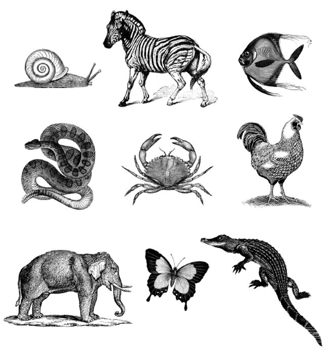 Тесты животные картинки. Упражнение на запоминание животные. Рисунки для запоминания. Картинки для развития памяти. Животные ассоциирующиеся.
