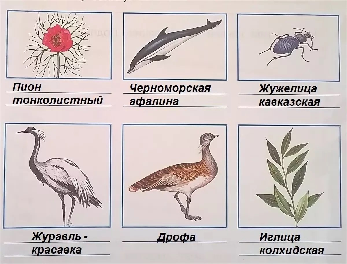 Рисунки растений и животных занесенных в красную книгу