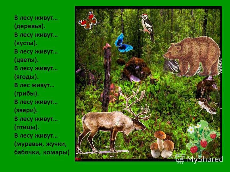 Текст лесные звери. Жители леса. Животные и растения леса. Лесные жители. Звери и птицы в лесу.