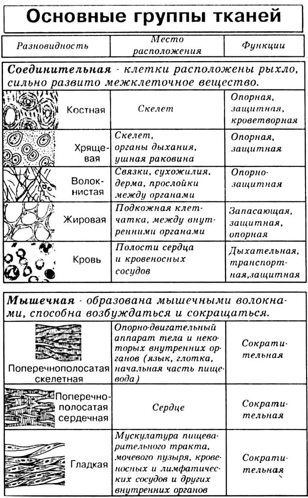 Характеристика тканей человека таблица