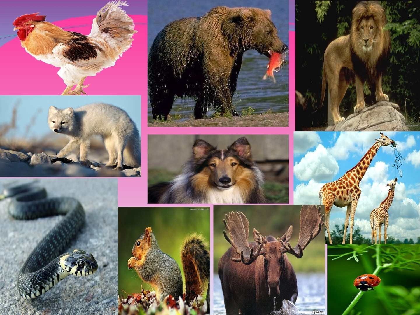 Картинки животных