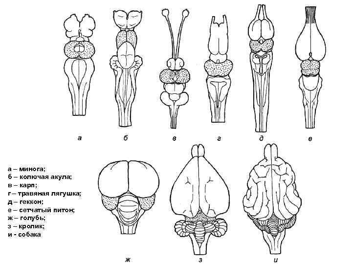 Сравнение мозгов позвоночных. Строение головного мозга хордовых. Схема развития головного мозга позвоночных. Эволюция головного мозга у позвоночных животных. Эволюция нервной системы позвоночных животных.
