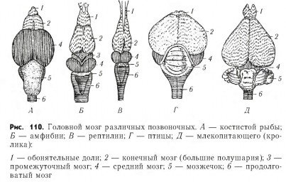 Ротделы головного мозга порзвоночных жи вотных